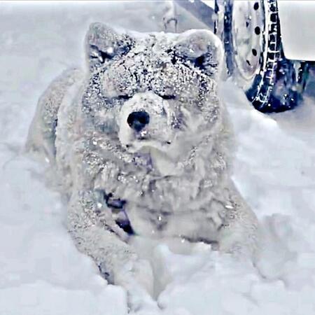 吹雪で“別犬”に激変した秋田犬…氷点下でも「極楽だワン」!?飼い主との温度差に驚愕「リアル南極物語」「雪像みたい」