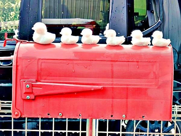 赤いポストの上に並んだ雪のアヒル（画像提供：mococoさん）