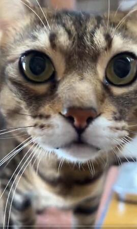 「交通事故で死んだ猫に似ているから」と里親希望者　外飼いのやり方に不安を覚え断ると…まさかの行動に「お金の問題ではない」