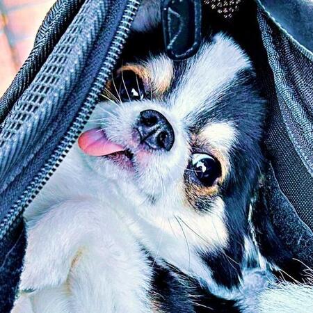 「かわいすぎて反則」バッグを覗くと…犬の衝撃ポーズに30万人悶絶！ 夢見た愛犬との生活、1年経った今の思いとは