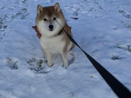 「いったん興味ないフリをするタイプの柴犬」ボールを投げると…「ツンデレ柴の本領発揮」「わかる！」