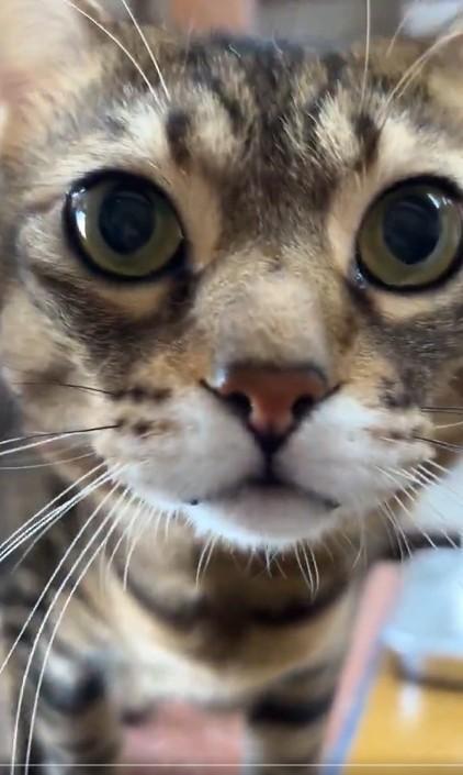 「交通事故で死んだ猫に似ているから、この子がほしい」と、マルくんの里親希望の連絡をしてきたという（「にゃんたまチャンネル」さん提供、Xよりキャプチャ撮影）