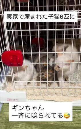 子猫6匹が「一斉にシャー！」初対面の“まさかの展開”に猫さんは？　その後どうなった？