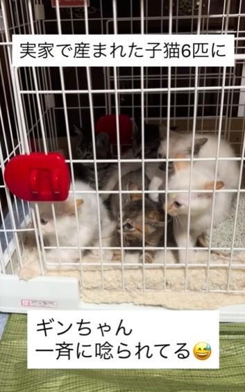 実家の子猫6匹が一斉にうなられているのは！？（shihoさん提供、Instagramよりキャプチャ撮影）