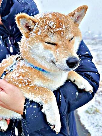 積雪の中でも毎日朝晩1時間散歩…出会うのは柴犬ばかり　これが「柴犬を飼うということ」だ！「柴は雪が好き」「よくわかります」