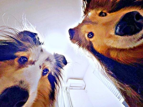 目覚めたら仰天！ のぞき込む（左から）こいとちゃん、こわたちゃん（画像提供：こわた＋こいとさん）