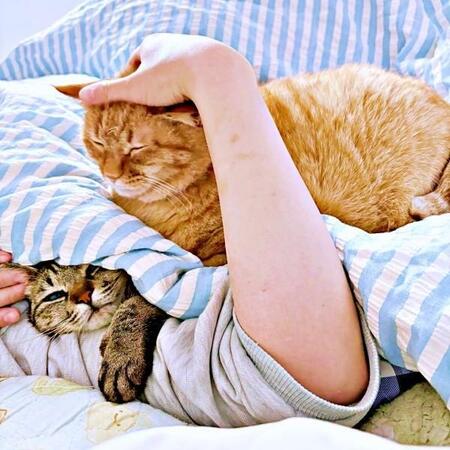 朝起きたら「猫バーガー」完成してた…布団の上で生まれた奇跡の光景「最高の目覚め」「ダブルバーガーだ」「うらやましい」6.1万いいね