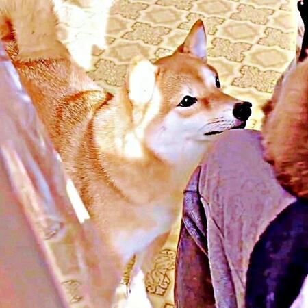 猫がチヤホヤされてて…「私も!」柴犬が必死のアピール→急に我に返るギャップに爆笑「ヤキモチだなぁ~」「かまって柴ちゃん」