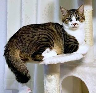 病院に、猫を連れて行こうとしたら……切ない拒否モードが話題に　「人と同じ」「察する能力半端ない」「なんでわかる？」