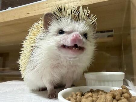 「外に出すんじゃない！」ハリネズミが食後に“お決まりポーズ”　ケージの穴から出してきたのは……「器用ですね」「ピッタリ！」