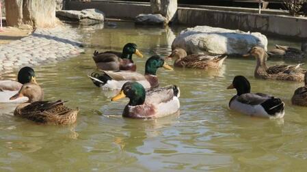 客が三度見しちゃう……1匹だけ異様なカモさん　その光景に「行き倒れ？」「これ置物？」