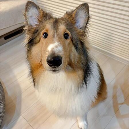 「マッチ棒くらい細いやん」丸洗いされた犬の絶望フェイスに1.8万いいね　激変した姿に「半分に」「溶けてる」「別人ならぬ別犬」