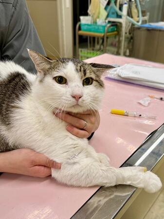 「こんなにお金がかかるなら、もう飼えません」看取った後に告げられた言葉　高騰する動物医療費に飼い主が抱く限界