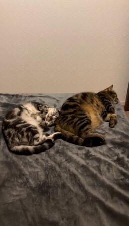 筋トレネコ　取っ組み合いでやられてばかりのお兄ちゃんネコが体幹トレーニング？