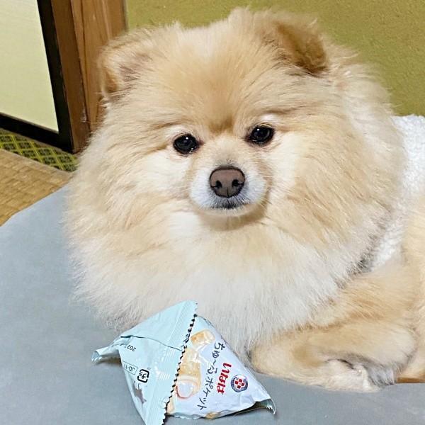 初めて食べたおやつに感動！ 空袋を離さなかったぱっちゃん（画像提供：ぱっちゃんさん）