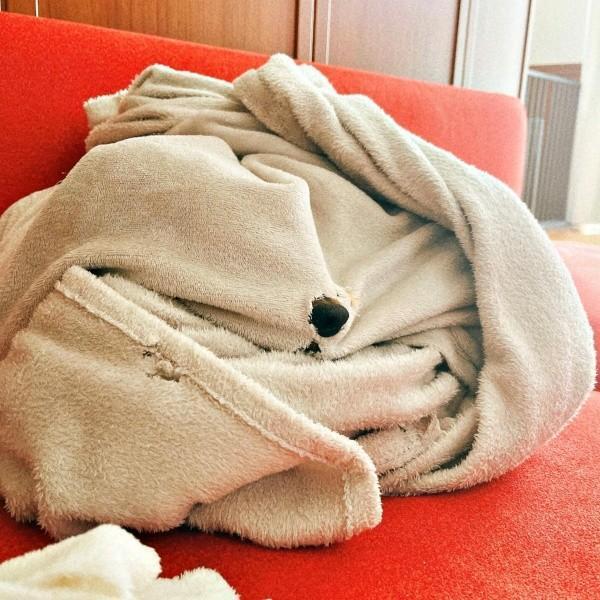 ソファの上に丸まった毛布が。よく見るとボーイくんの黒いお鼻が！？（画像提供：SHOKOさん）
