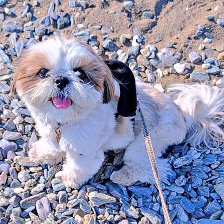 散歩中に、遊んで欲しいポーズ!→なのに、気づいてもらえない犬 そのワケに「不器用」「不憫でかわいい」2.6万人悶絶