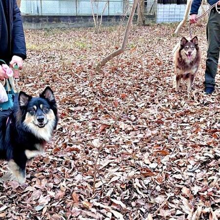 【クリスマスの奇跡】元保護犬が7年後、姉妹犬と再会　感動の声あふれる「そっくり」「美形の色違い」「こんな奇跡が」
