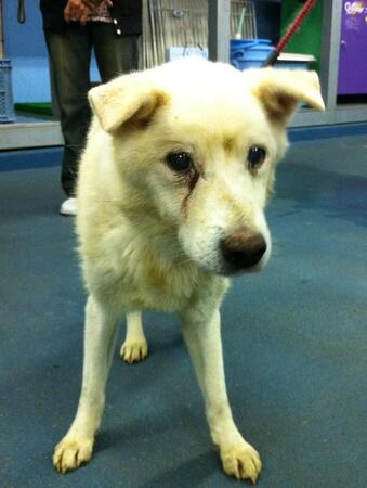 殺処分予定で、真っ暗な地下室にいたシニア犬を救出→日光を浴び、笑顔を取り戻して歩けるように