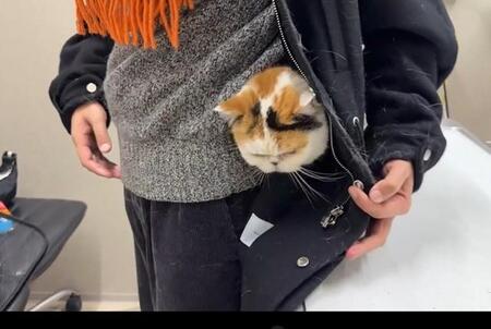 「注射が怖くてコートの中に隠れる猫」→それでも注射を続けるのは？「頑張れ猫ちゃん」