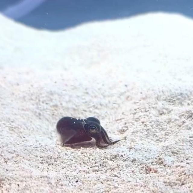 潜るぞ～！（動画よりキャプチャおよびトリミング、画像提供：でんかさん）