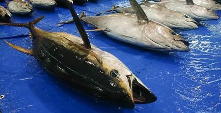 縄文人もマグロ大好き？　岩手県・堂の前貝塚で出土したマグロの尻尾の骨が話題