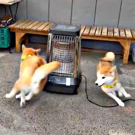 ストーブのまわりで追いかけっこする（左から）茶太郎くん、ゆずちゃん（画像提供：柴犬みかんと白柴Q太郎と佐藤さん）