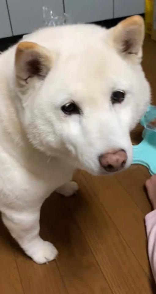 エサが出てこず困っているまつちゃん／投稿主さん（@bankinmatu）提供