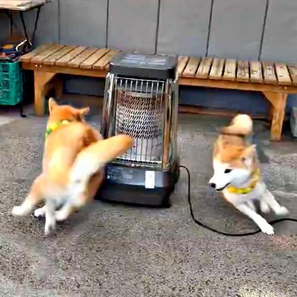 ストーブのまわりで追いかけっこする（左から）茶太郎くん、ゆずちゃん（画像提供：柴犬みかんと白柴Q太郎と佐藤さん）