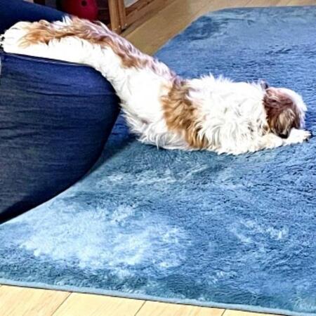 重力に負けた犬の寝相が「間違いなく液体」「とろけるチーズ？」　実は“俺様”な素顔とのギャップに爆笑