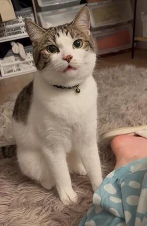 ツナくんは、甘えん坊で、寂しがりやさんです（「ツナchunaland」さん提供、Instagramよりキャプチャ撮影）