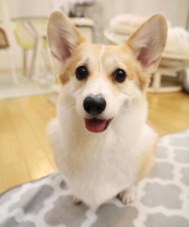 「猫なでてるのバレて犬に怒られた」飼い主さん「見えないはずなのに…」「どっちも可愛い」