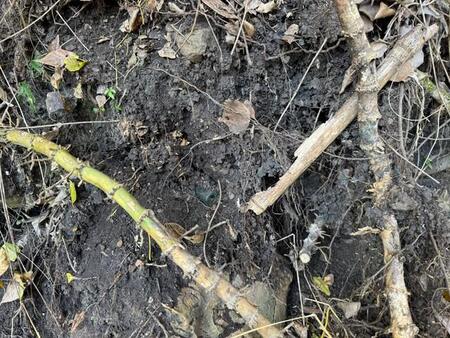 裏山から「震えるレベル」の発掘品！…100年前の “奇跡の完品”に「すっごい興奮する」「大変貴重な品」