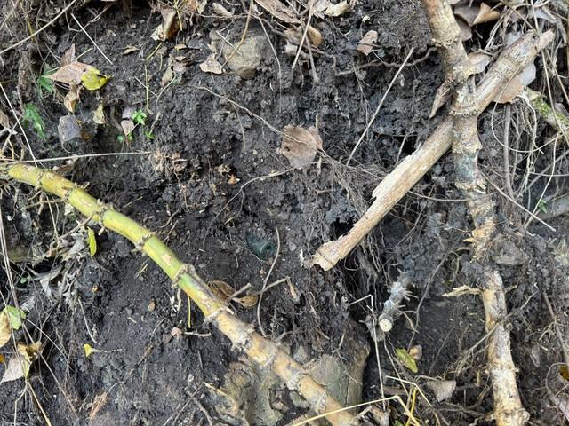 自宅の裏山で崩れた斜面からわずかに顔を出したガラス／めぇちさん（@mechi_otakara）提供