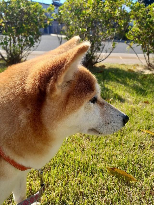 「これが自分に都合のいい言葉だけを感知する耳レーダーか」という文言とともに投稿されていた写真（画像提供：inosemarineさん）