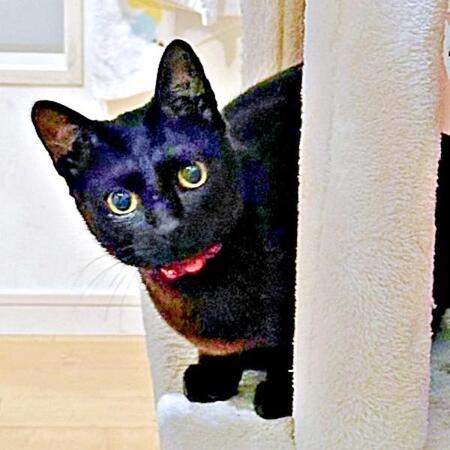 「話、聞こか？」に全力返信！ 階段を爆走しながらおしゃべりする黒猫に2.2万いいね　「本当萌える」「飼い主のデレ声もかわいい」