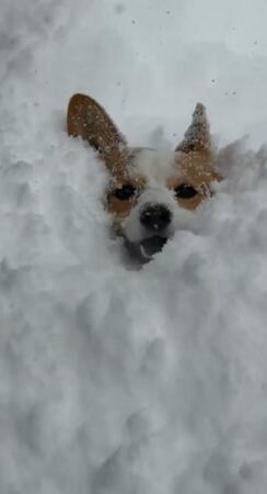 笑顔で埋もれています（画像提供：きなこ @ 北海道コーギーさん）