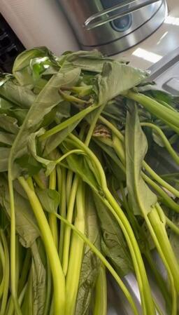 空芯菜を料理しようとしたら、“思わぬ生き物”がひょっこり！　冷蔵庫に1日いたのに元気…手に乗せ草むらへ「ディズニープリンセスみたい」