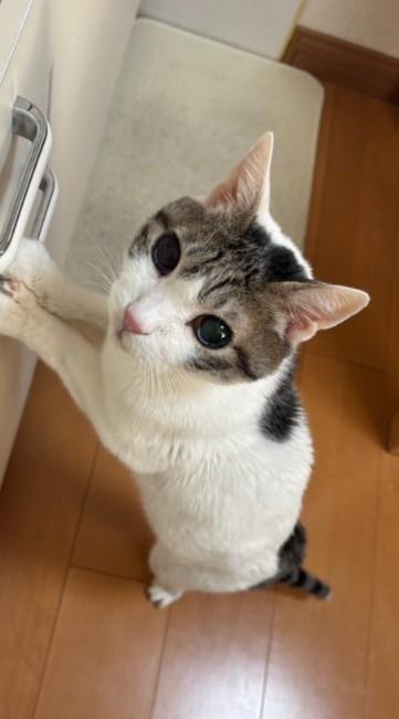 20歳には見えない毛ヅヤの良さにビックリ！