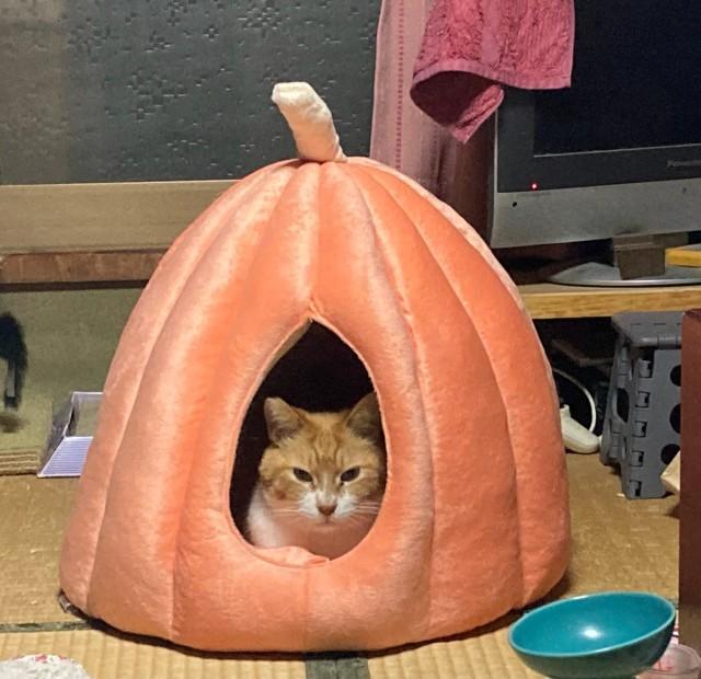 カボチャ型の猫ベッドにこもるうにくん（やーこさん提供）