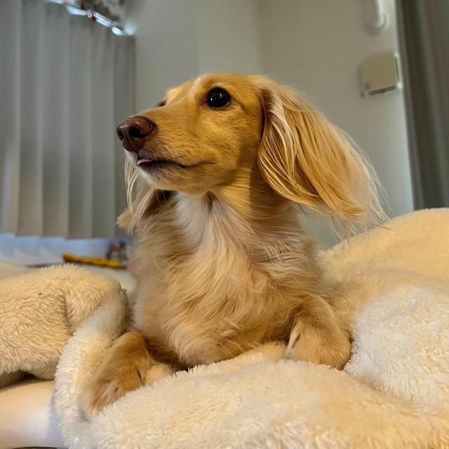 ちょっとだけ出た舌が可愛い（画像提供：ちゃちゃさん）