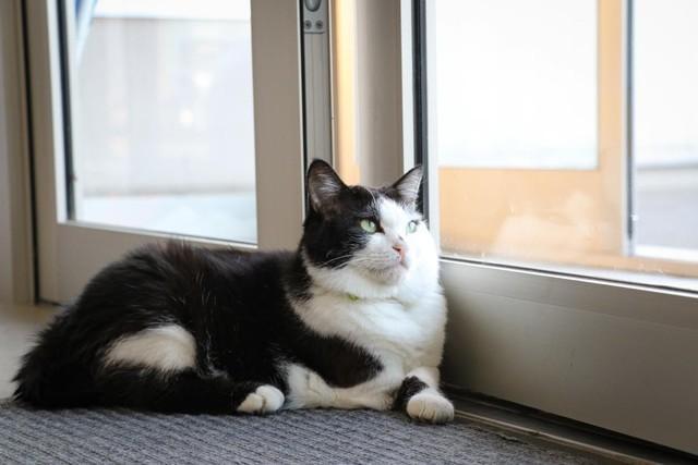 玄関のマットに鎮座し、帰社するドライバーたちを待つふく（撮影／石黒謙吾）