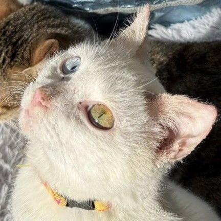 一目惚れしたオッドアイ猫、譲渡前に「耳が聞こえない」と判明　それでも迎えた愛猫は、撫でる前からゴロゴロの甘えん坊に