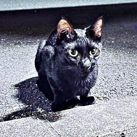 「あ、俺、この子のパパなんだ…」病院で言われた一言に12万人が涙　路上の子猫を保護して知った“親の責任”と「猫中心の幸せな生活」