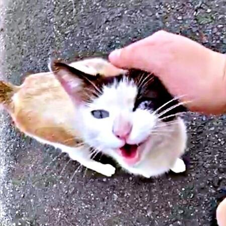 ゴミ捨て場で目が合うと必死に鳴きながら近づいてきた猫　5匹の先住猫に囲まれた温かい生活で気品あふれるレディに成長