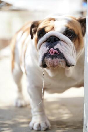 コワモテで人懐こくて、人気の「ブルドッグ」　実は人間の手を借りないと交配も分娩も難しい…　ブリーダーが語る「種の保存」への使命