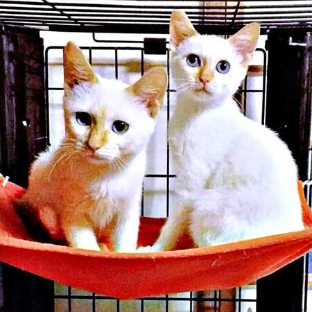 工事現場で救われた“笹かま猫”がクッキー缶のモデルに　6年をへて飼い主と保護主が奇跡の再会