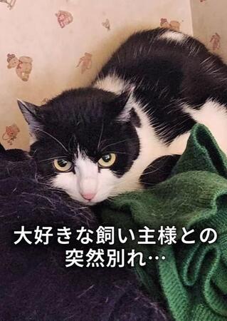 死んだ飼い主を待ち続けた2匹の猫…食べ物も水もない、極寒の部屋に取り残され→命を救った緊迫レスキュー