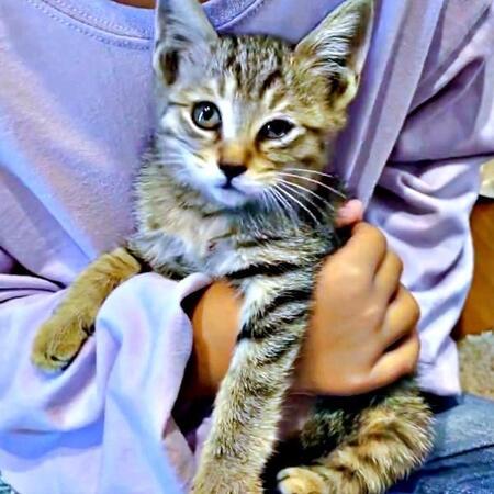 車のボンネットから救われた子猫、恐怖でブルブル「こんなに震えるの…？」3日がかりの救出劇から1年後→ゴロゴロが止まらない甘えん坊に