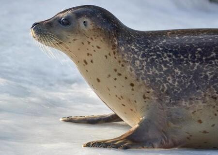 アザラシがフンフン腹筋→今度は、飼育員の足を押さえると…可愛い行動に！